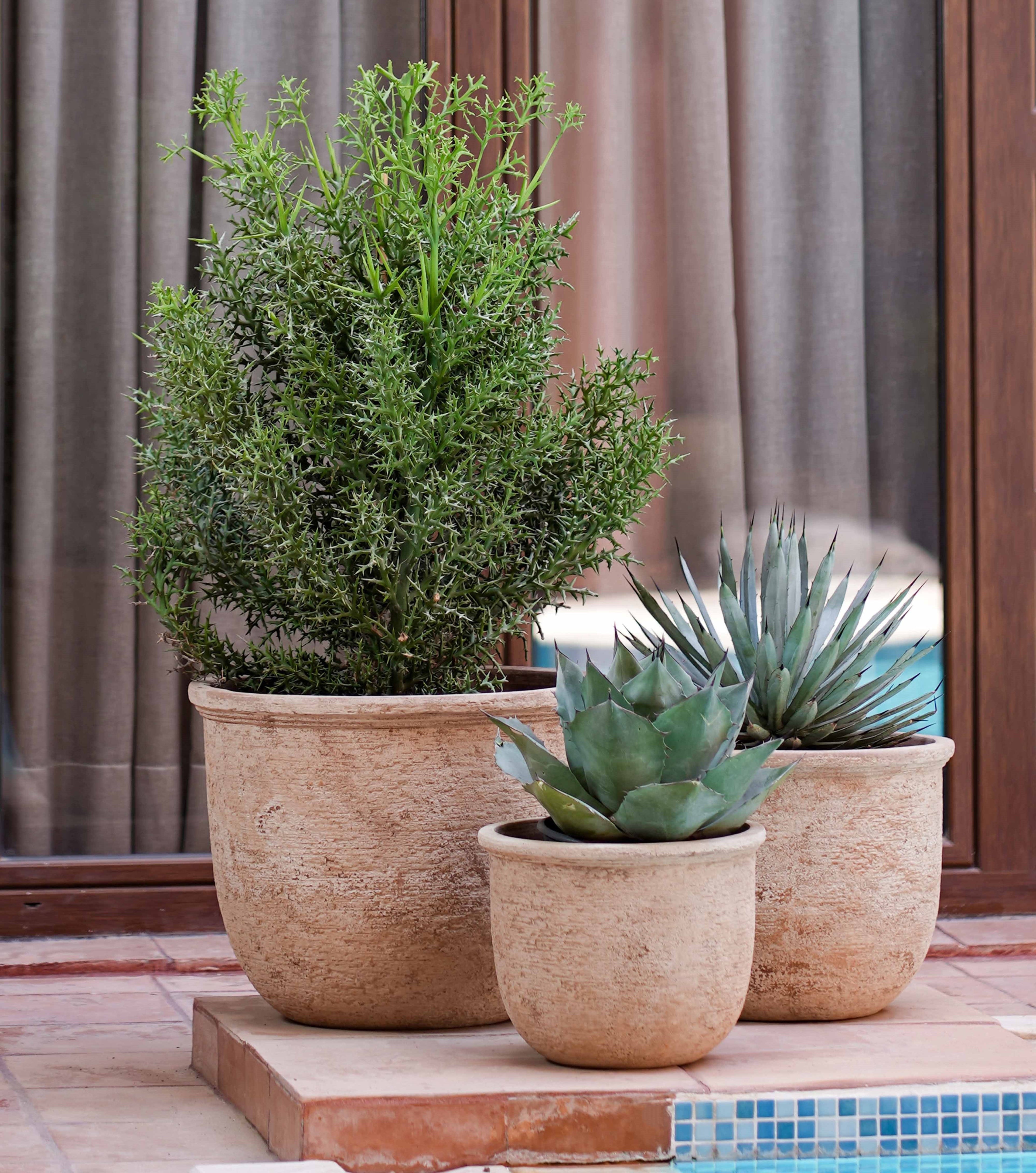POTTED OUTDOOR PLANTS