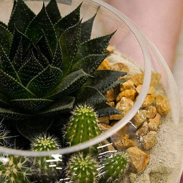 Buy Gifting Terrariums Online Home and Garden Kuwait