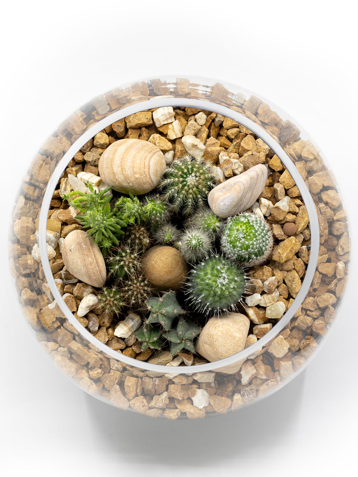 MIX CACTUS IN TERRARIUM مزيج من الصباريات المميزة في حوض التيراريوم الرائع
