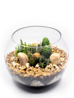 MIX CACTUS IN TERRARIUM مزيج من الصباريات المميزة في حوض التيراريوم الرائع