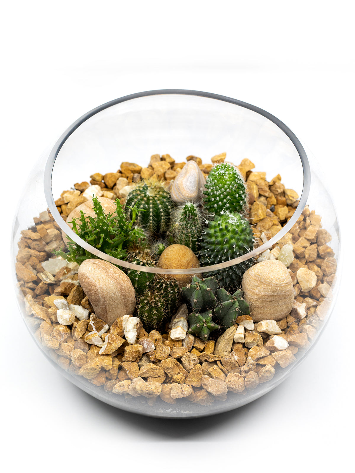 MIX CACTUS IN TERRARIUM مزيج من الصباريات المميزة في حوض التيراريوم الرائع