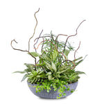 نباتات داخلية متنوعة في حوض رمادي