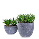 جواهر الصحراء - نباتات عصارية أنيقة