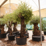 OLEA EUROPEA SEMIPATA 230-290 LTR زيتون