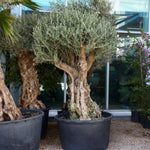 OLEA EUROPAEA PROVINCIAL TORTUGA 230/290LTR زيتون تورتوجا