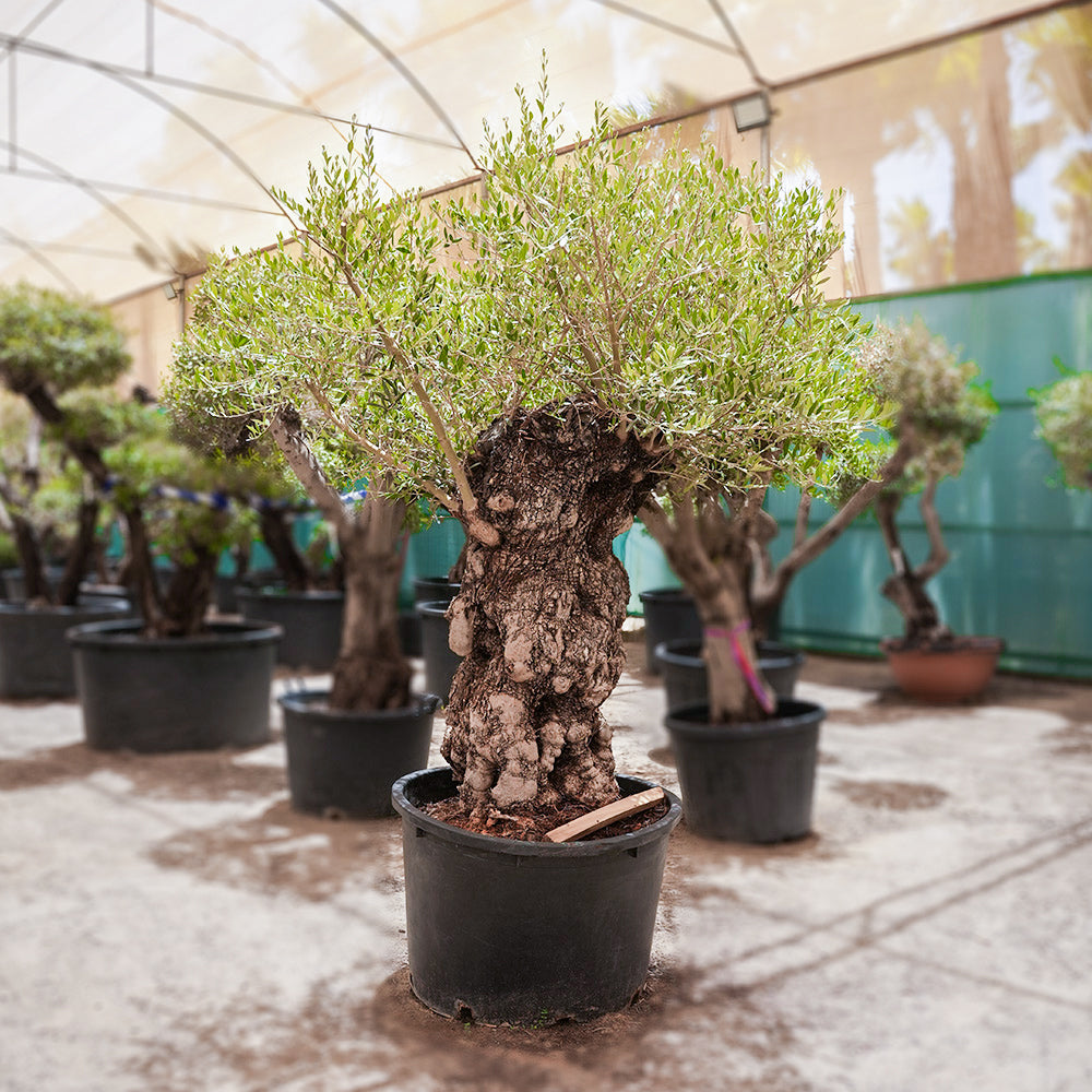 bonsai tree kuwait OLEA EUROPAEA BONSAI 290 LTR