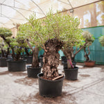 OLEA EUROPAEA BONSAI 290 LTR زيتون بونساى