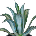 AGAVE MEDIOPICTA 25 LTR اجاف مديوبيكتا
