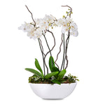 باقة أوركيد بيضاء