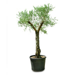 OLEA EUROPAEA TORTUGA - شجرة زيتون أوروبا تورتوجا