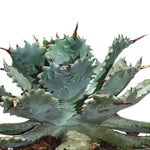 AGAVE ISTHMENSIS - أغاف إيزثمنسيس