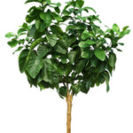 CITRUS LEMON 18 LTR - الليمون الحمضي