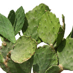OPUNTIA SEMI INERMIS - أوبونتيا سيمي إنرميس