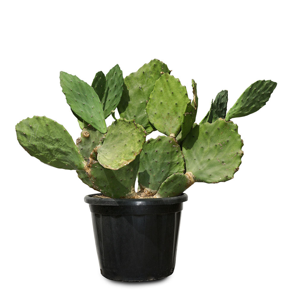 OPUNTIA SEMI INERMIS - أوبونتيا سيمي إنرميس