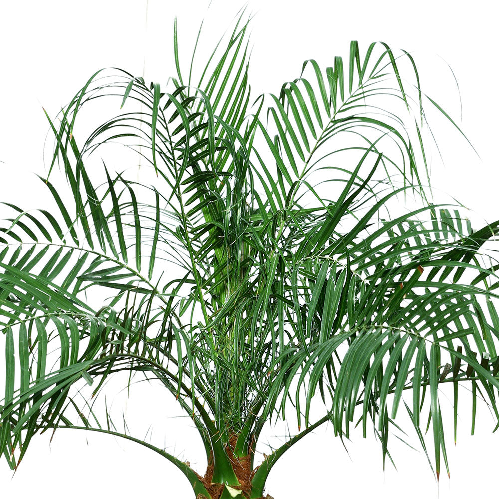 PHOENIX ROBELLINI - فينيكس روبيليني