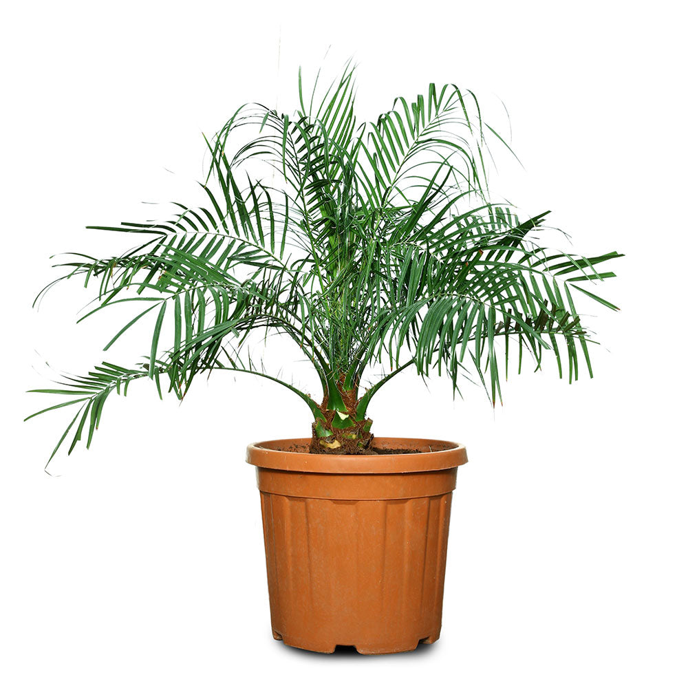 PHOENIX ROBELLINI - فينيكس روبيليني