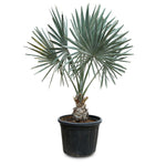 BISMARKIA NOBILIS - بسماركيا نوبيليس