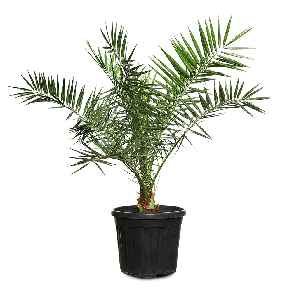 PHOENIX CANARIENSIS - فينيكس كنارينسيس