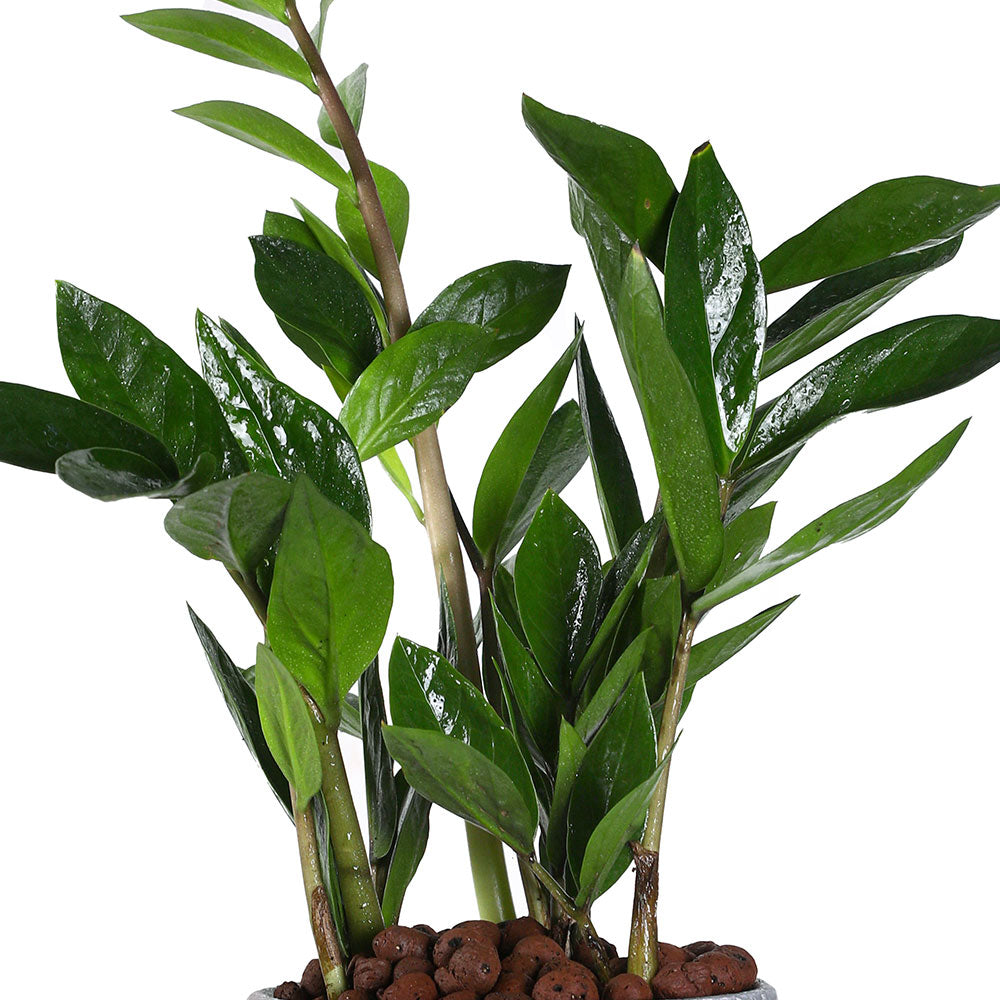 ZAMIOCULCAS IN BROWN TALL POT