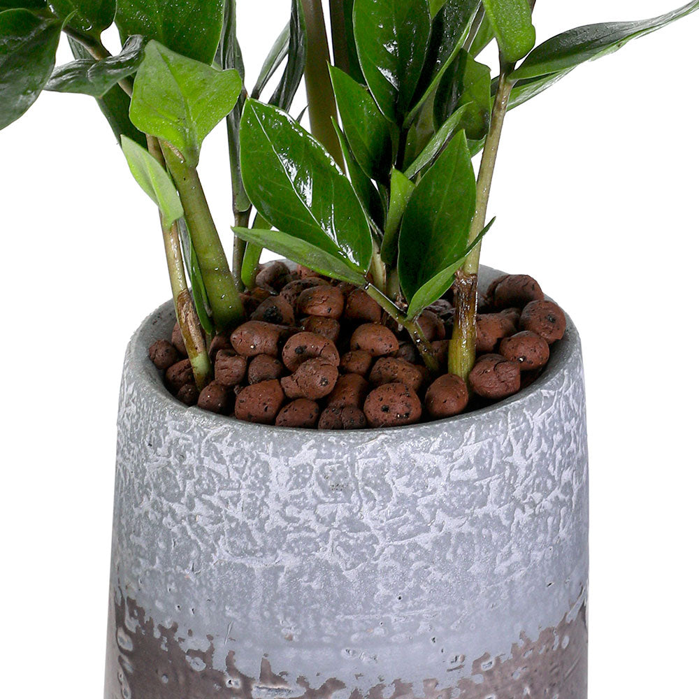 ZAMIOCULCAS IN BROWN TALL POT