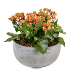 باقة كالانشو برتقالية