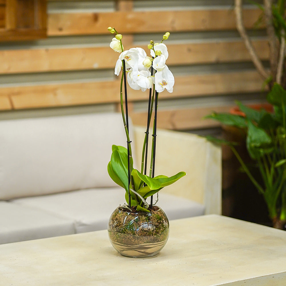 WHITE ORCHIDS IN SMALL GLASS POT - أوركيد أبيض في حوض زجاجي صغير