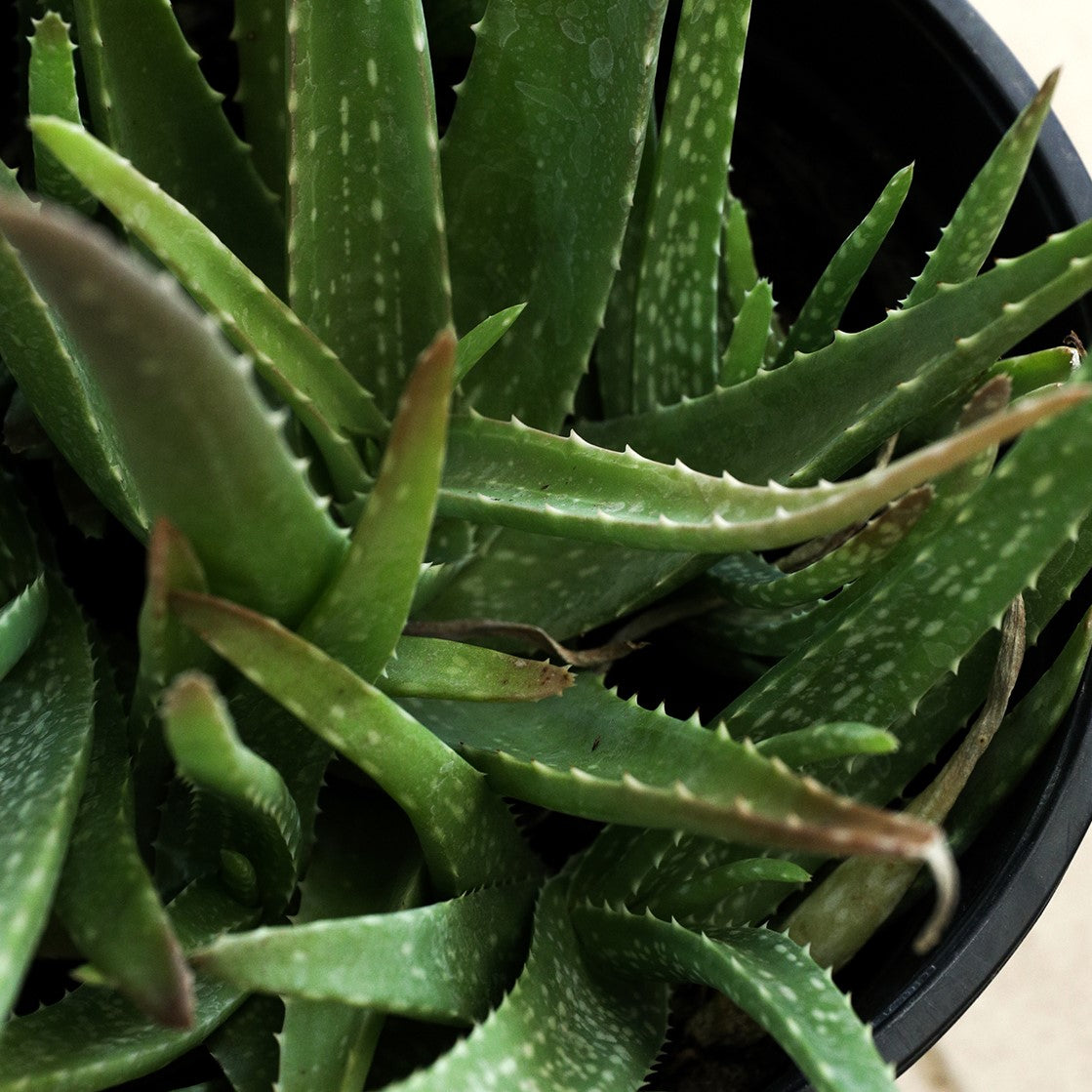 ALOE VERA الوفيرا