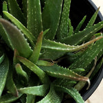 ALOE VERA الوفيرا