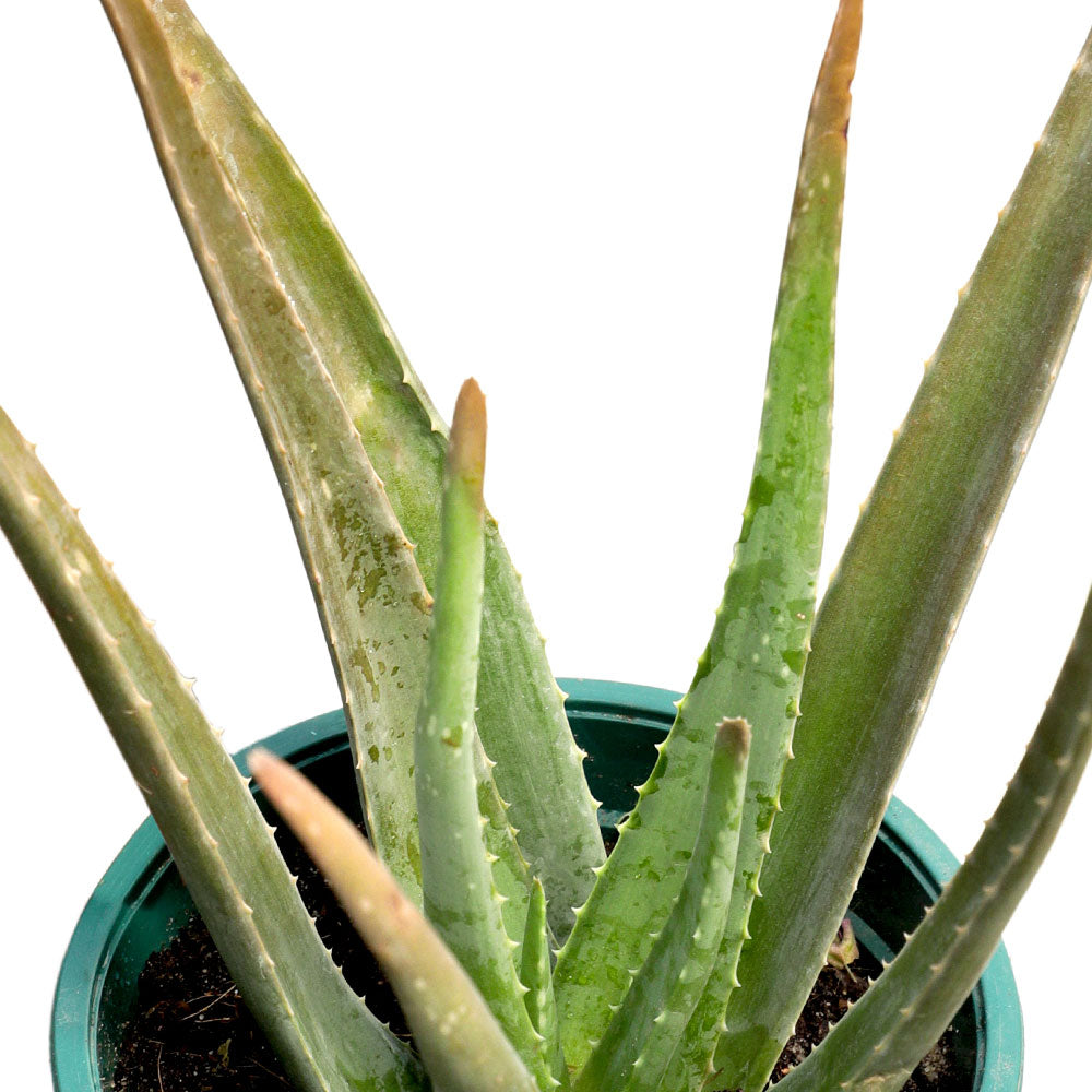 ALOE VERA الوفيرا