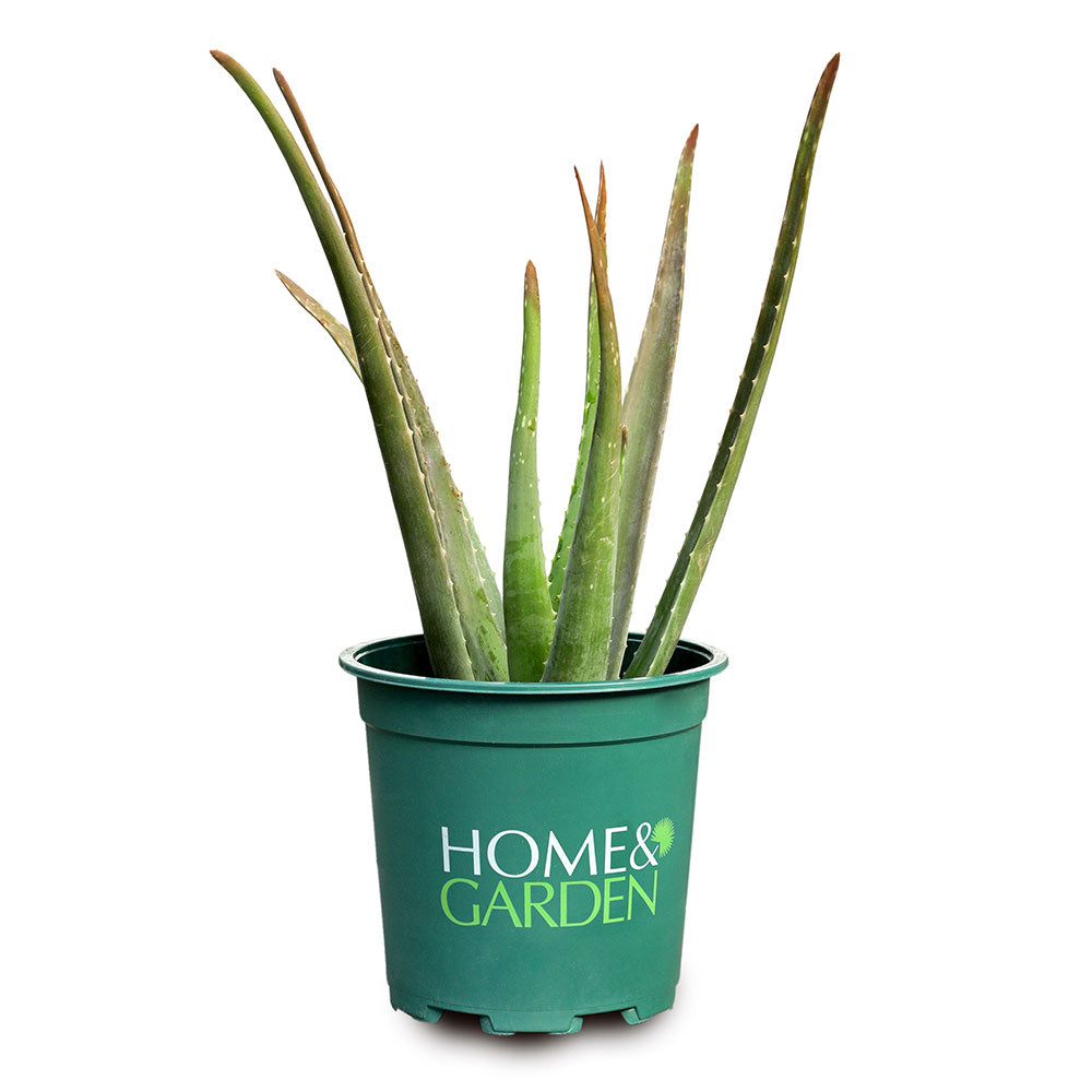 ALOE VERA الوفيرا