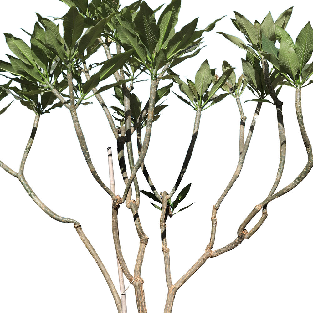 PLUMERIA 30CM POT - بلوميريا (شجرة الفتنة)