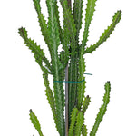 EUPHORBIA LACTEA DRAGON إيفوبيا