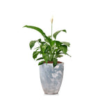 سباثيفيلوم في حوض سيراميك أزرق