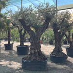 OLEA EUROPAEA REJILLA زيتون ريجيلا