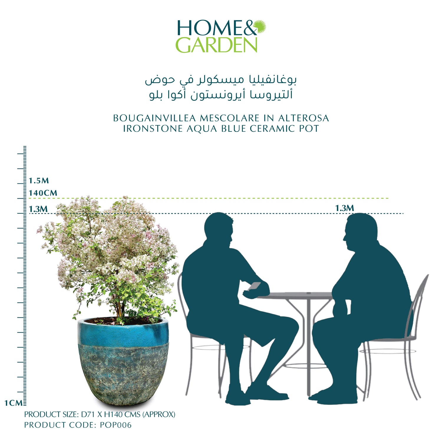 BOUGAINVILLEA MESCOLARE IN ALTEROSA IRONSTONE AQUA BLUE CERAMIC POT - بوغانفيليا ميسكولر في حوض ألتيروسا أيرونستون أكوا بلو