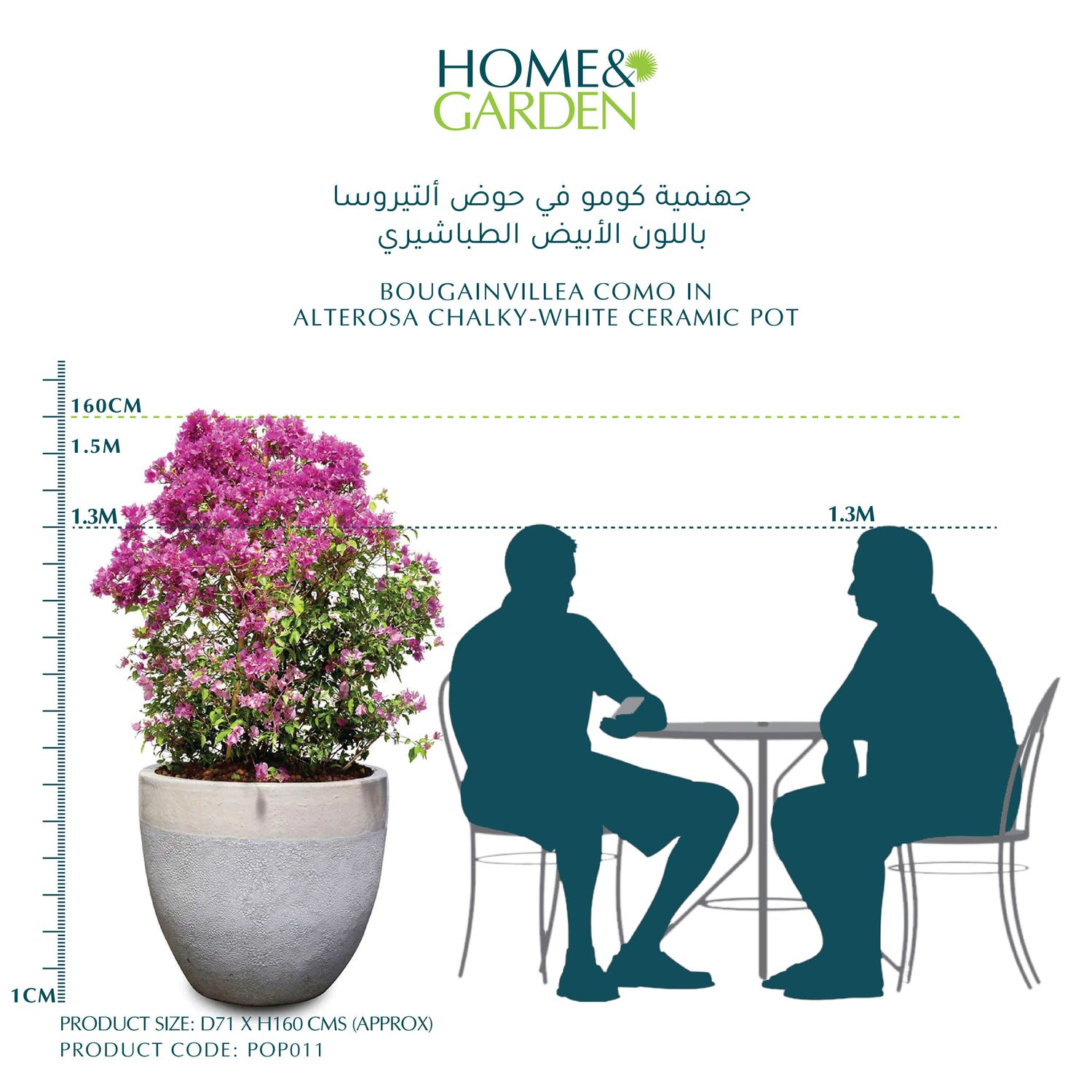 BOUGAINVILLEA COMO IN ALTEROSA CHALKY-WHITE CERAMIC POT - جهنمية كومو في حوض ألتيروسا باللون الأبيض الطباشيري
