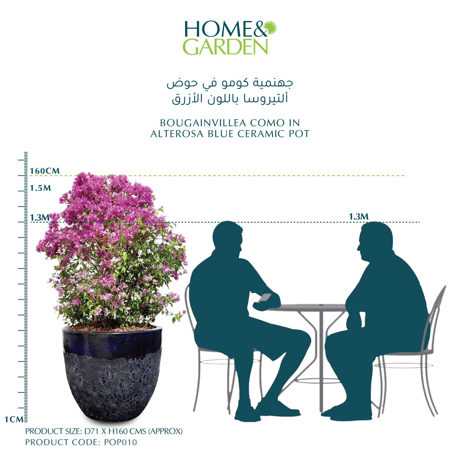 BOUGAINVILLEA COMO IN ALTEROSA BLUE CERAMIC POT - جهنمية كومو في حوض ألتيروسا باللون الأزرق