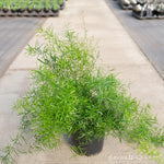 أسباراغوس دينسيفلوروس