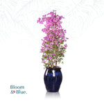 BOUGAINVILLEA MANAROLA IN GLAZED BLUE CERAMIC - جهنمية - في حوض سيراميك أزرق