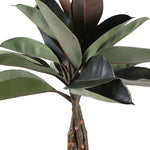FICUS ELASTICA BURGUNDI BRAIDED - فيكس بورغوندي