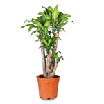 DRACAENA MASSANGEANA FRAGANS BRANCHED H24" دراسينا ماسنجانا