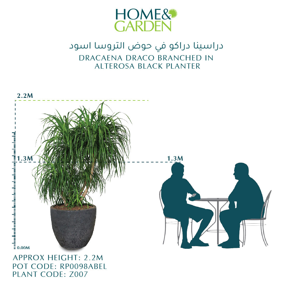 DRACAENA DRACO BRANCHED IN ALTEROSA BLACK POT دراسينا دراكو المتفرعه في حوض التروسا اسود
