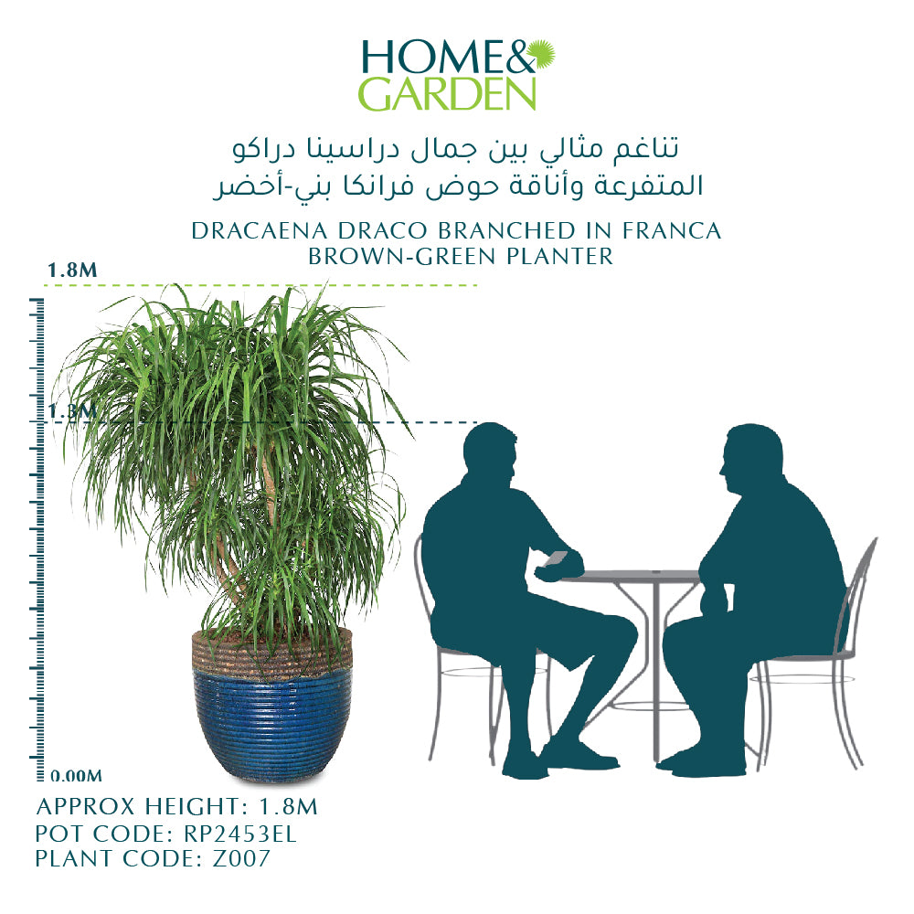 DRACAENA DRACO BRANCHED IN BROWN-GREEN POT -تناغم مثالي بين جمال دراسينا دراكو المتفرعة وأناقة حوض فرانكا بني-أخضر
