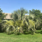 SABAL PALMETTO (سابال بالميتو)