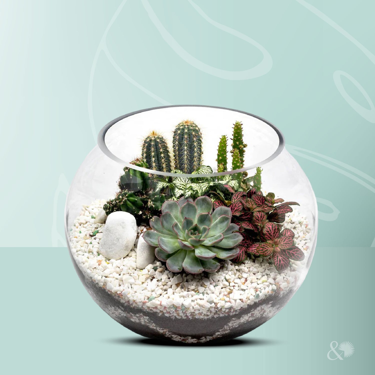 MIX CACTUS & SUCCULENT PLANTS IN TERRARIUM  - مجموعة من الصباريات والعصاريات في التيراريوم