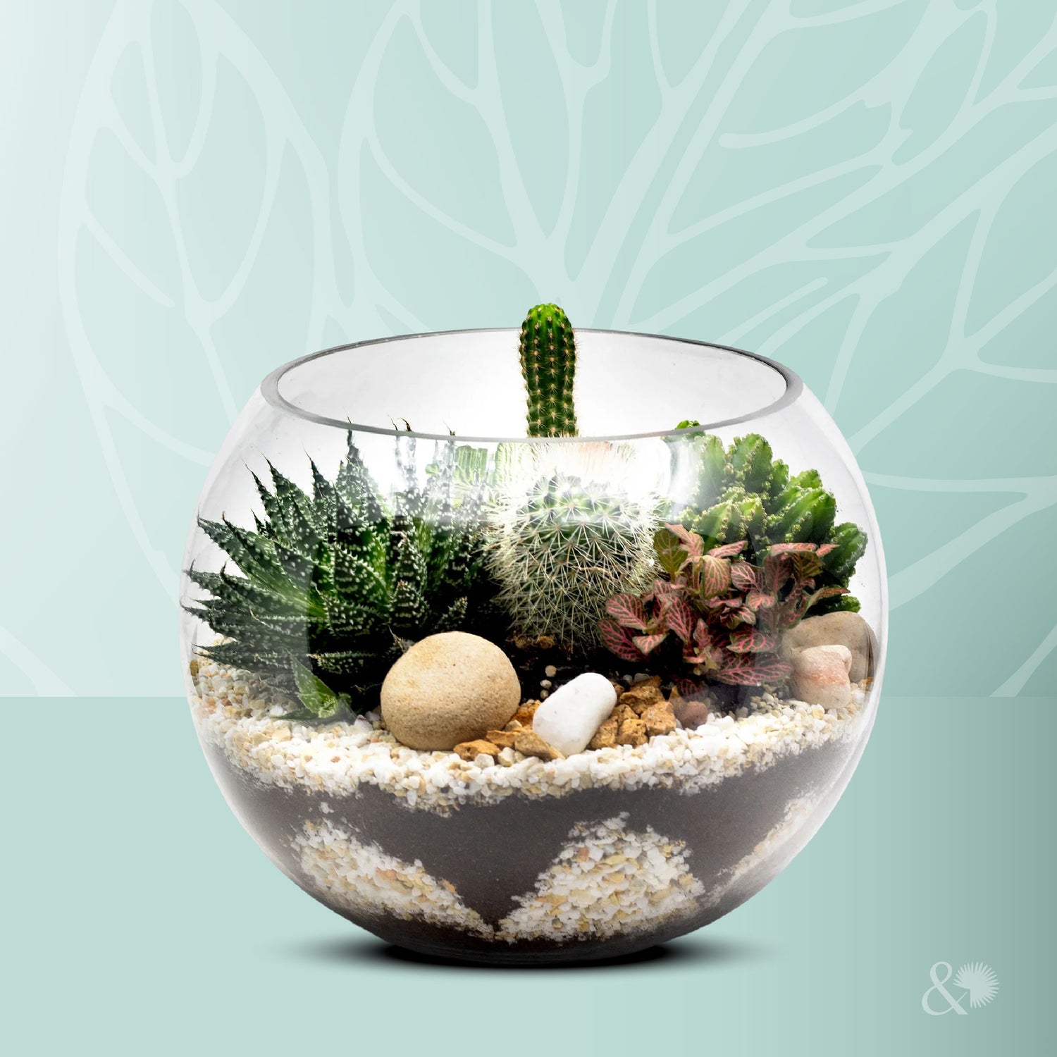 MIX CACTUS & SUCCULENT PLANTS IN TERRARIUM - مجموعة من الصباريات والعصاريات في التيراريوم