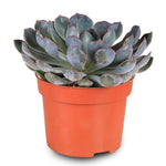 ECHEVERIA PULIDONIS PELUCIDA H15 إشفيريا