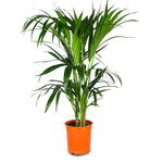 HOWEA FORSTERIANA 120CM (KENTIA PALM) H80CM -كينتيا