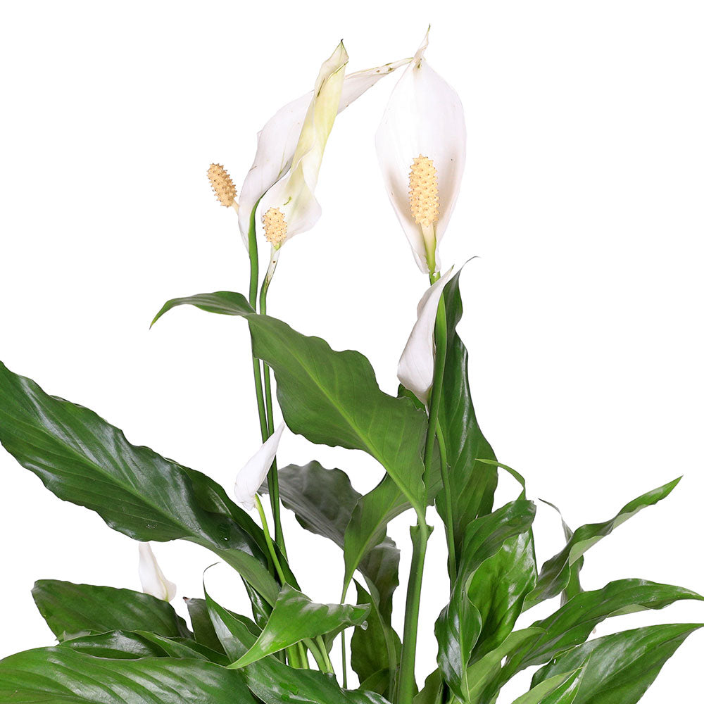 SPATHIPHYLLUM SWEET CHICO H55 H1054 سباثيفيلوم