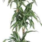 DRACAENA DER ULISES 90-60-30 دراسينا درمنسيس